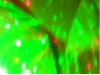 DSCN2882